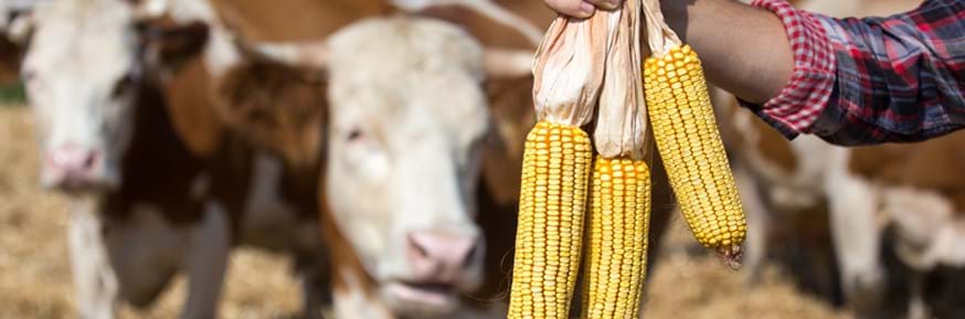 Close up of farmer's hands showing bunch of corn cobs in front of cows on farmland