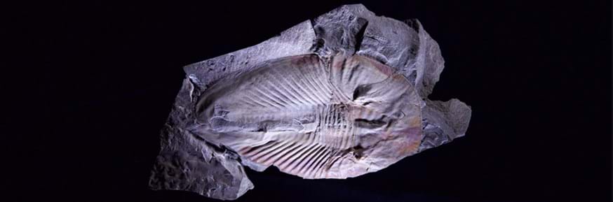 Fossilised giant arthropod Phytophilaspis from the Cambrian Period