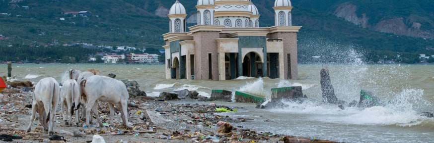 Cattle wander amid the debris in front of the destroyed mosque in Palu, Indonesia, after a tsunami
