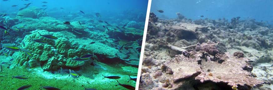 Healthy, actively  growing  reef  and 'post bleaching event' reef.
