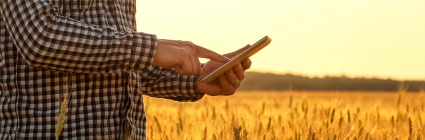 Man stood in field looks at smart phone