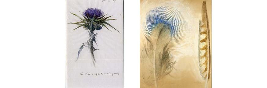 Left: Milk Thistle, 1874, by John Ruskin (1819-1900). Right: Peacock and Falcon Feathers, 1873, by John Ruskin (1819-1900). 