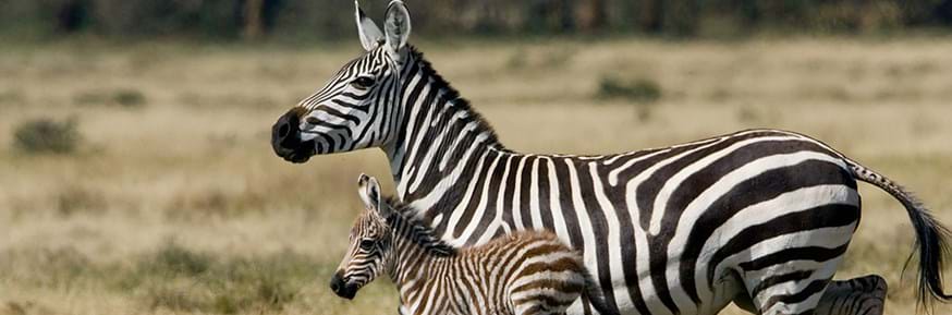 A zebra and foal, taken as part of LEC fieldtrips to the Rift Valley in Kenya