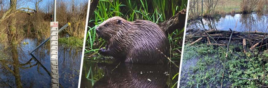 There is growing interest in how beavers, with their natural ability to build dams and divert water, could help manage flooding