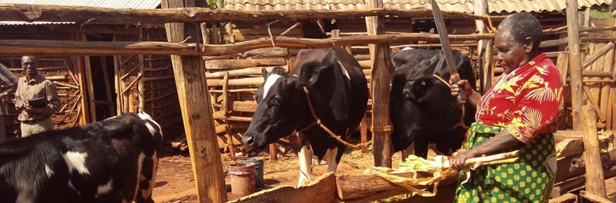 Feeding improved cattle in Tanzania
