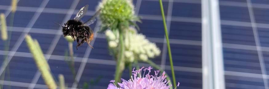 A bumble bee on a solar park