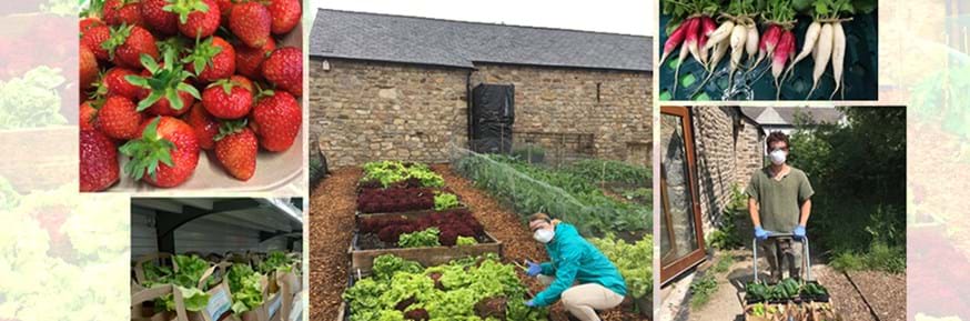 Green Lancaster EcoHub volunteers growing and harvesting produce