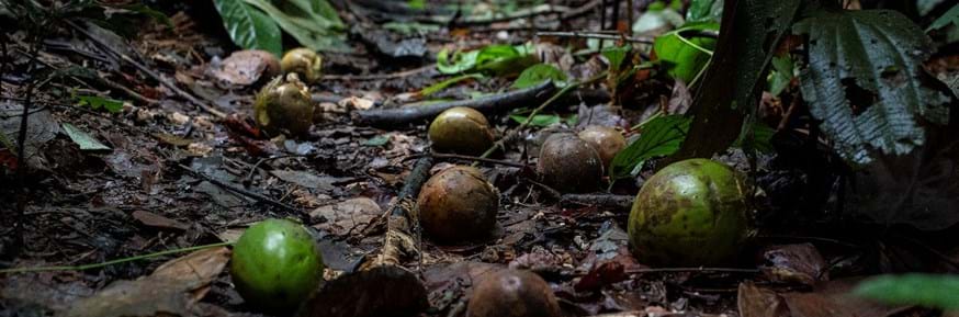 Fruit from trees on the forest floor