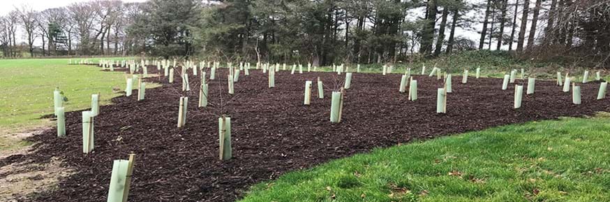 new trees planted adjacent to the Sports Centre and between HIC