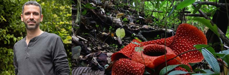 Dr Jacob Phelps; Rafflesia arnoldii flower, the largest flower in the world, is only found on the islands of Sumatra and Borneo