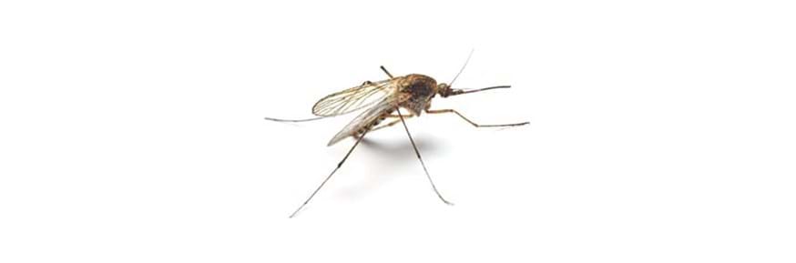 The malaria mosquito Anopheles stephensi