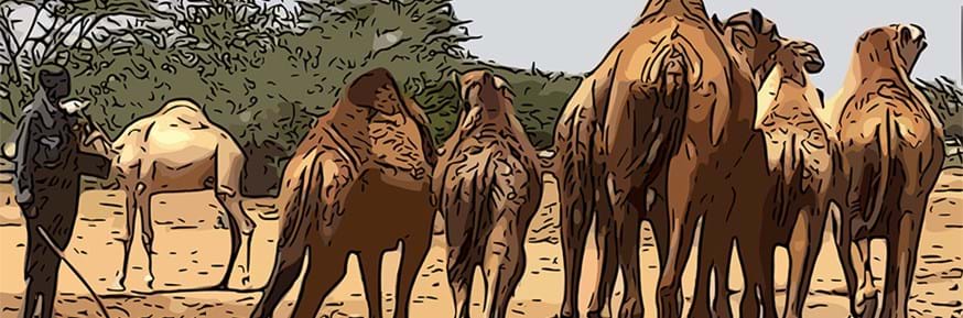 A cartoon of a Turkana pastoralist with a caravan of camels