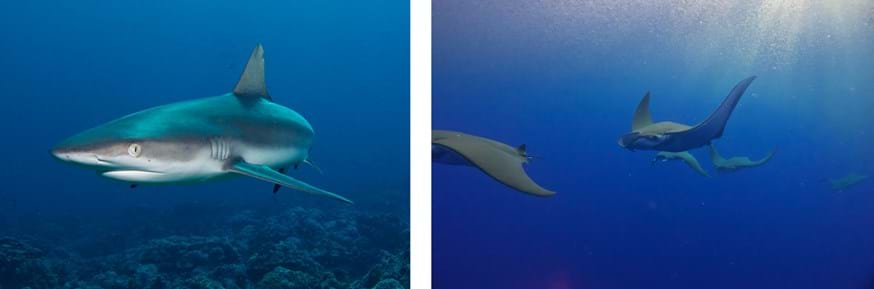 A Galapagos Shark and a Devil Ray