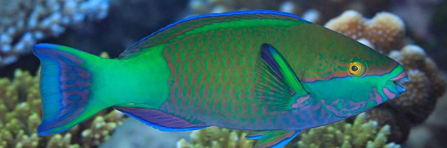 Parrotfish species, which is fished in Seychelles and increased in abundance after coral bleaching. (Tane Sinclair-Taylor)