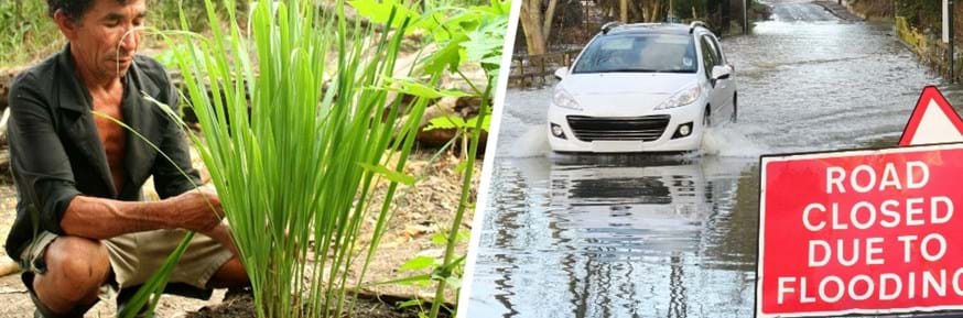 Composite of two photos: a man tends food plants in a small raised bed of soil in the Amazon (left) and a car drives through a flooded UK road passing a 