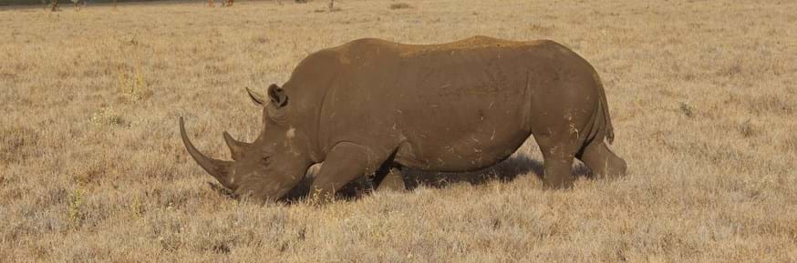 Conservation efforts in Kenya, and around the world, have been hindered by structural economic processes such as debt and austerity, further contributing to the decline of species such as rhinos
