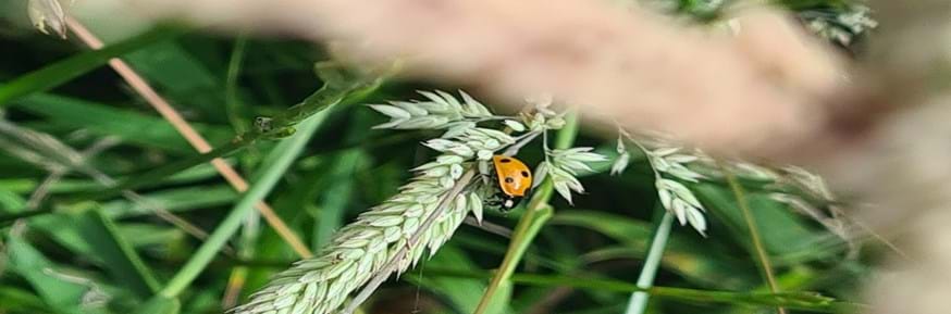 Picture of Lady Bird in long grass