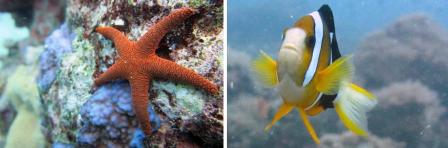 Composite image of marine animals: an orange coloured starfish (left) and swimming clownfish (right)