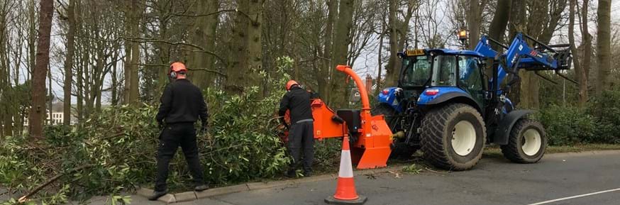 Workers removing tree using heavyt machinery.