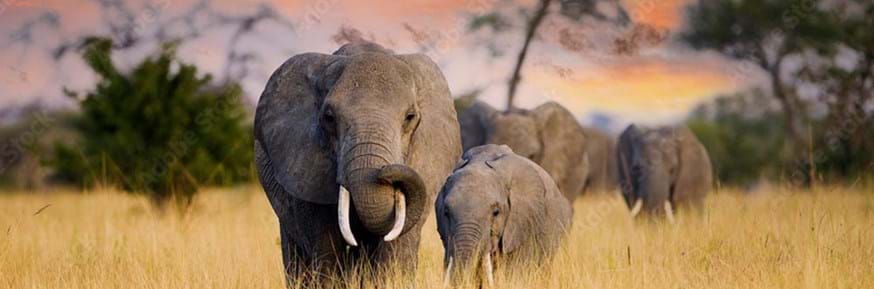 Around 55 African elephants a day are killed for their ivory according to the World Wildlife Fund