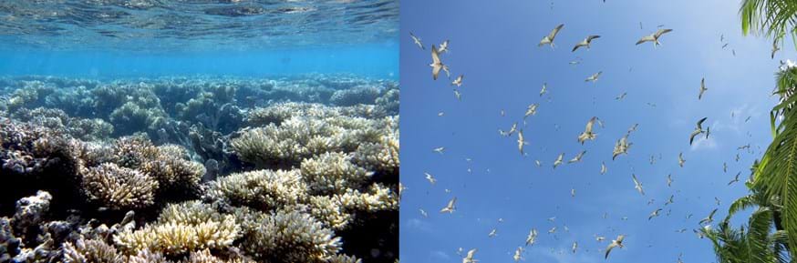 Coral and flying seabirds